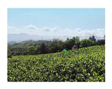 Peaceful Tea Set (Premium Tea Collection)