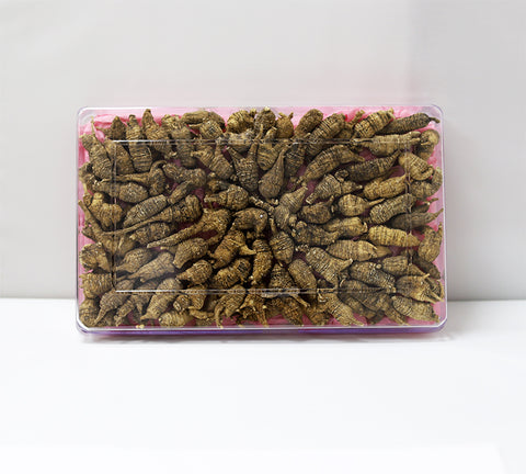 Wild American Pearl Ginseng