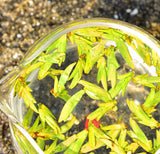 2024 Early Spring Long Jing Tea ( Dragon Well ) - Fine Grade